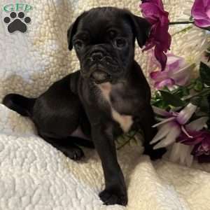 Jax, Pug Puppy