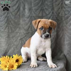 Duke, Jug Puppy