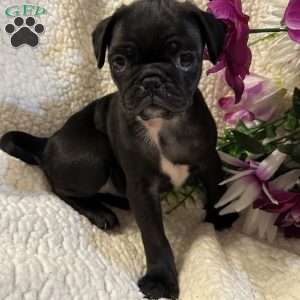 Jax, Pug Puppy