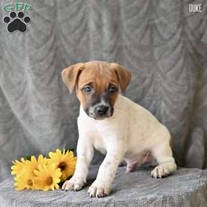 Duke, Jug Puppy