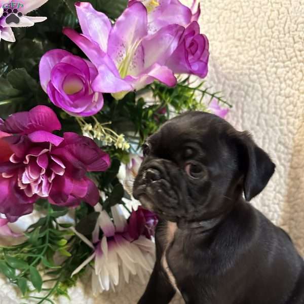 Jax, Pug Puppy