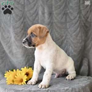 Duke, Jug Puppy