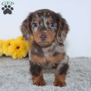Wesley, Dachshund Puppy