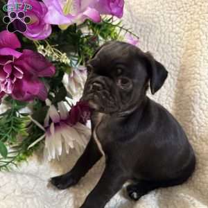 Jax, Pug Puppy