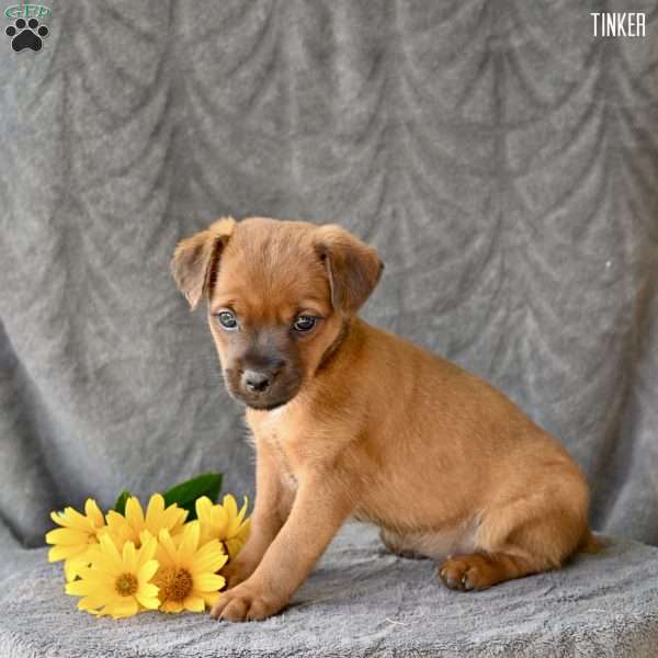 Tinker, Jug Puppy
