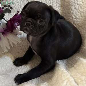 Jax, Pug Puppy