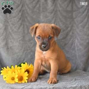 Tinker, Jug Puppy