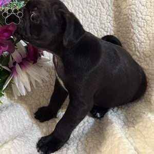 Jax, Pug Puppy