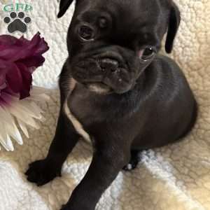 Jax, Pug Puppy
