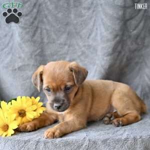 Tinker, Jug Puppy