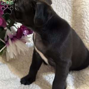 Jax, Pug Puppy