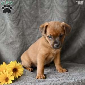 Tinker, Jug Puppy