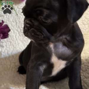 Jax, Pug Puppy
