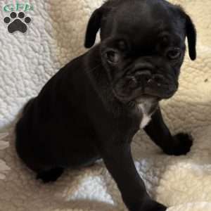 Jax, Pug Puppy