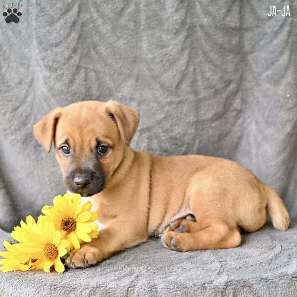 Ja-Ja, Jug Puppy
