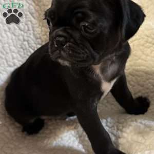 Jax, Pug Puppy