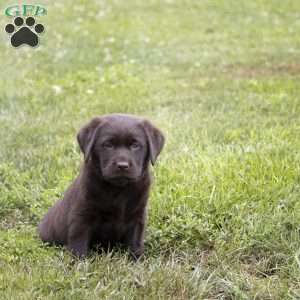 Reagan, Chocolate Labrador Retriever Puppy