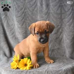 Molly, Jug Puppy