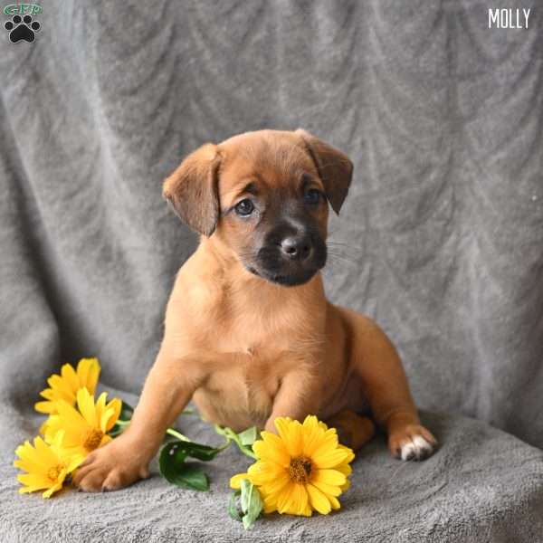 Molly, Jug Puppy