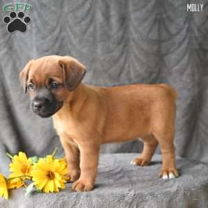 Molly, Jug Puppy