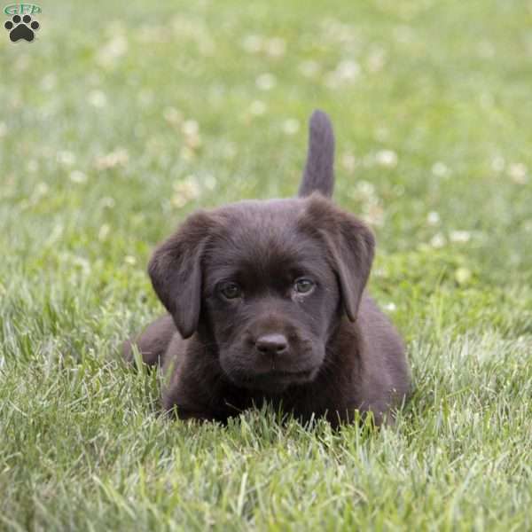 Reagan, Chocolate Labrador Retriever Puppy