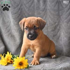 Molly, Jug Puppy