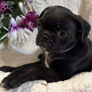 Jax, Pug Puppy