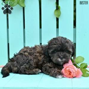 Buster, Shih-Poo Puppy