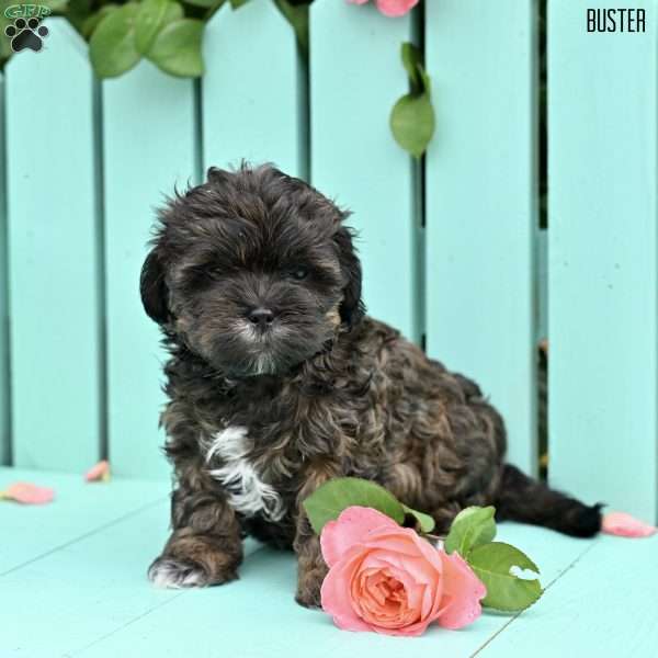 Buster, Shih-Poo Puppy