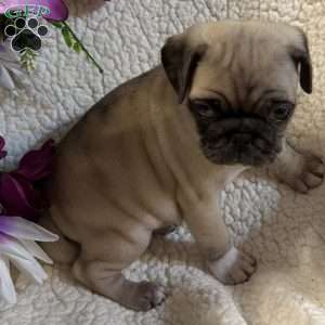 Blue eyes, Pug Puppy