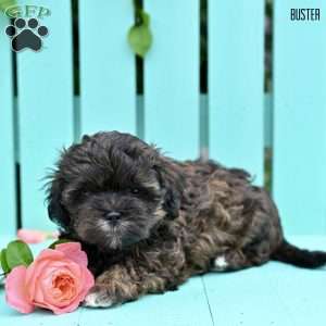 Buster, Shih-Poo Puppy