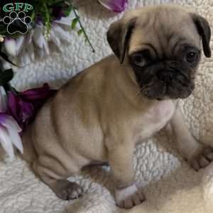 Blue eyes, Pug Puppy