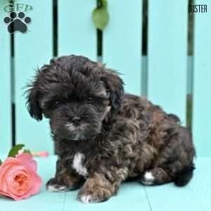 Buster, Shih-Poo Puppy