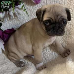 Blue eyes, Pug Puppy