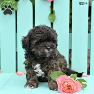 Buster, Shih-Poo Puppy