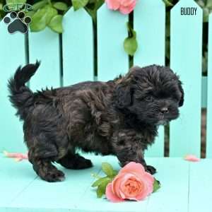 Buddy, Shih-Poo Puppy