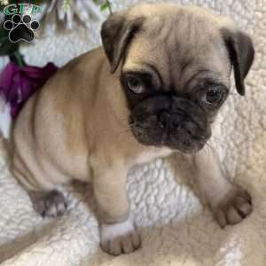 Blue eyes, Pug Puppy