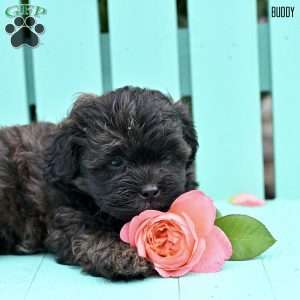 Buddy, Shih-Poo Puppy