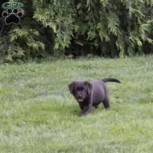Reagan, Chocolate Labrador Retriever Puppy
