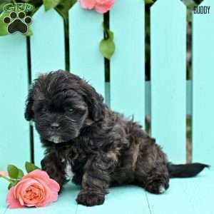 Buddy, Shih-Poo Puppy
