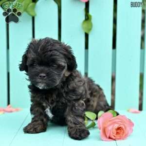 Buddy, Shih-Poo Puppy