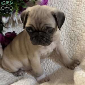 Blue eyes, Pug Puppy