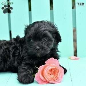Vivian, Shih-Poo Puppy