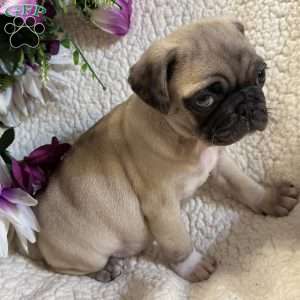 Blue eyes, Pug Puppy