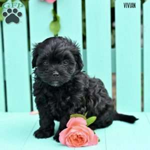 Vivian, Shih-Poo Puppy