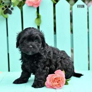 Vivian, Shih-Poo Puppy