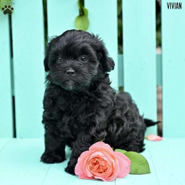 Vivian, Shih-Poo Puppy