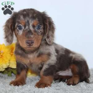 Wesley, Dachshund Puppy