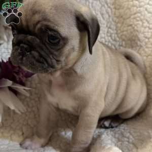 Blue eyes, Pug Puppy