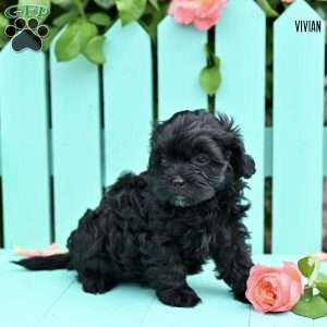 Vivian, Shih-Poo Puppy